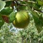 Appelboom 'Schone van Boskoop' vrucht
